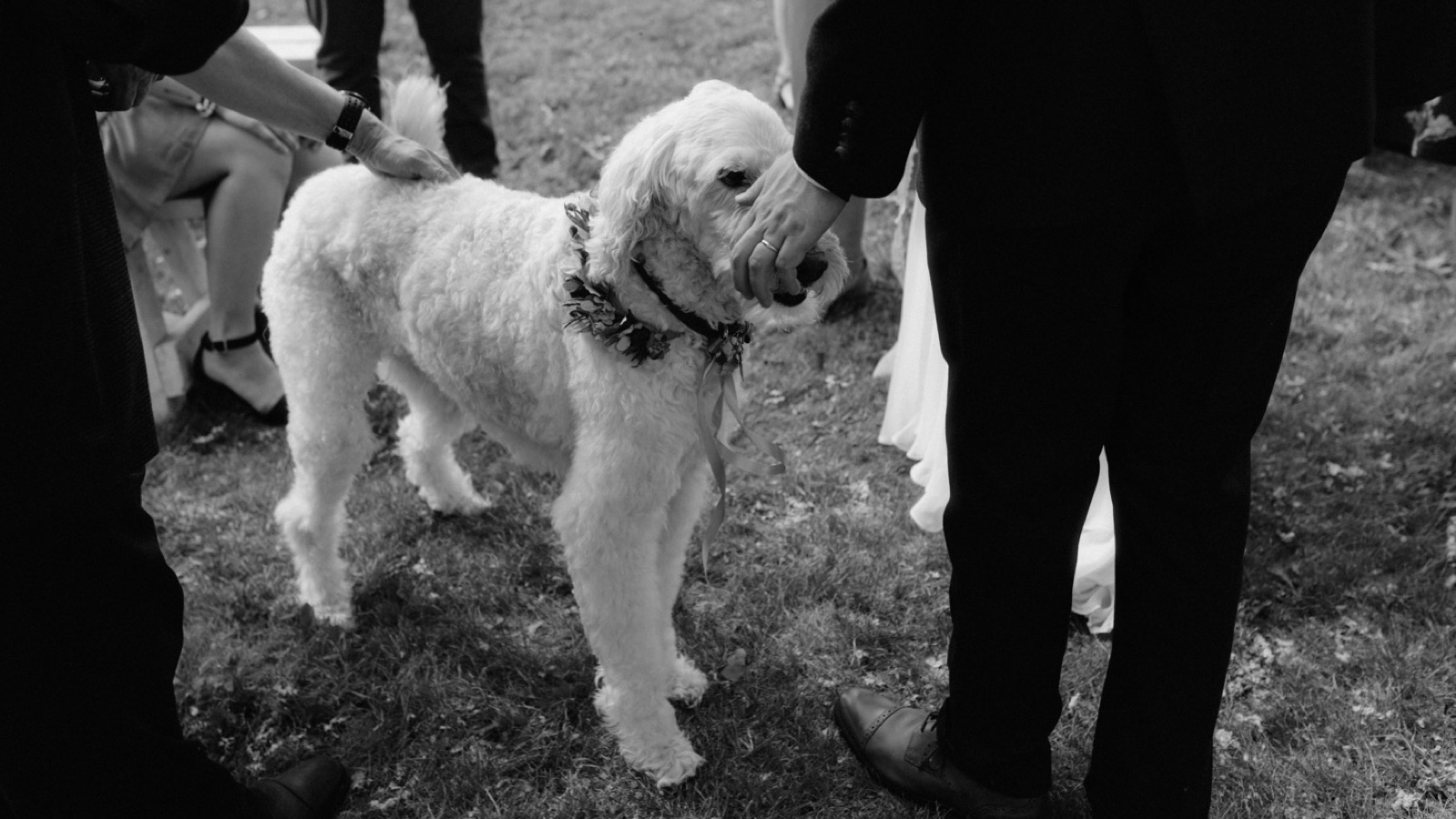 A dog wearing a floral collar at a parkside wedding in British Columbia