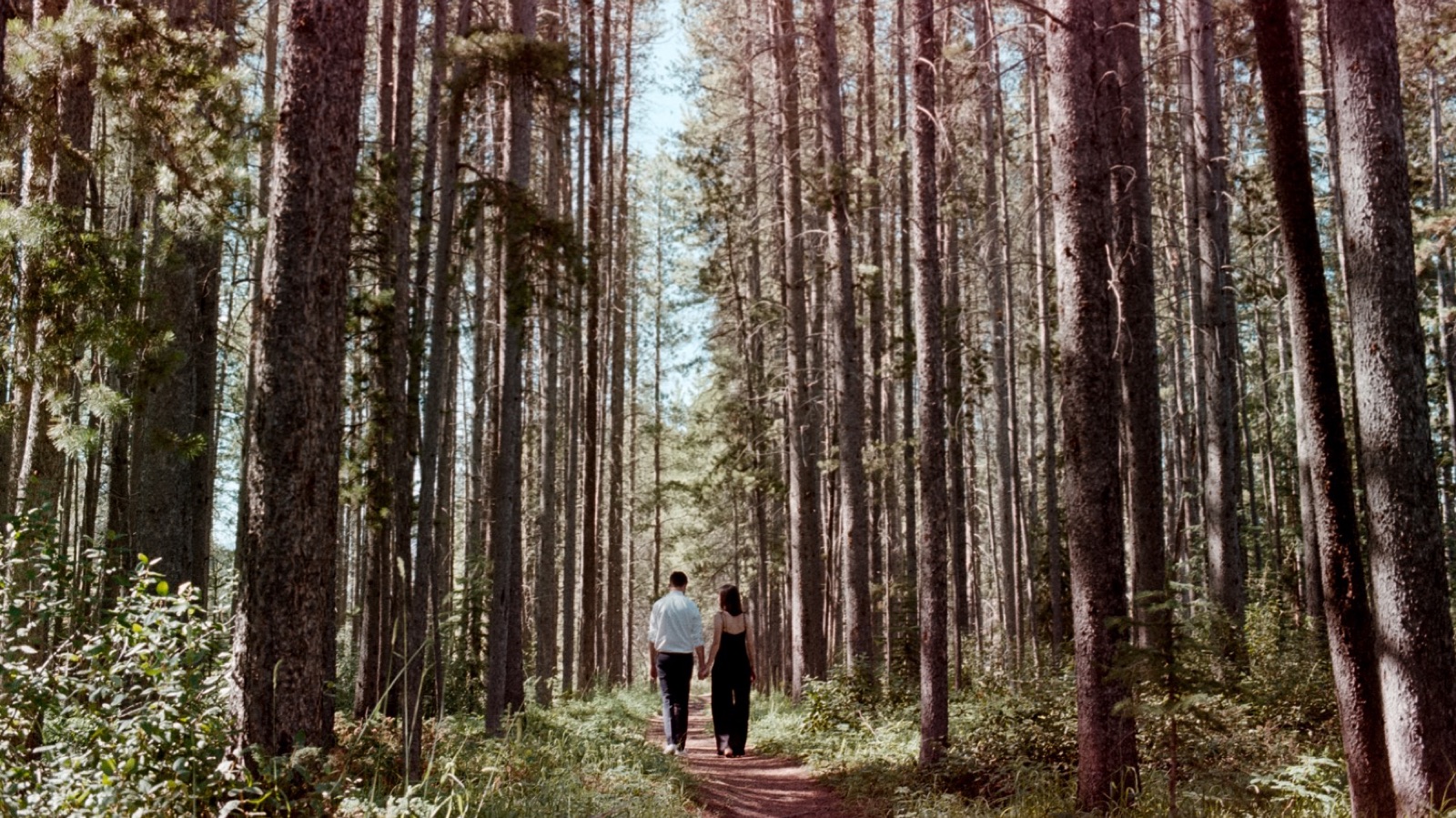 Elopement couple walking through lodgepole pine forest in Lake Louise