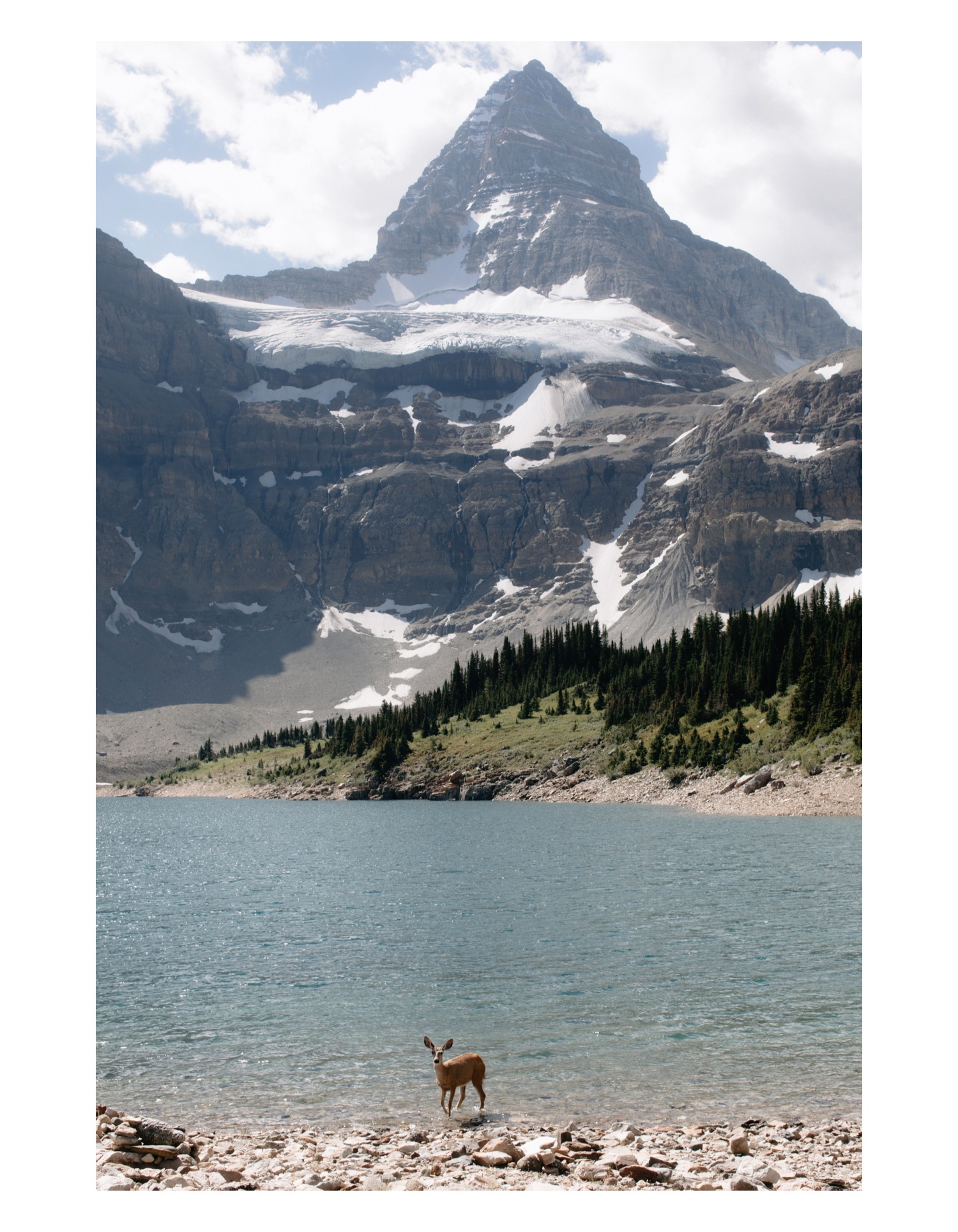 A deer soaking in Lake Magog beneath Mount Assiniboine on a hot August day