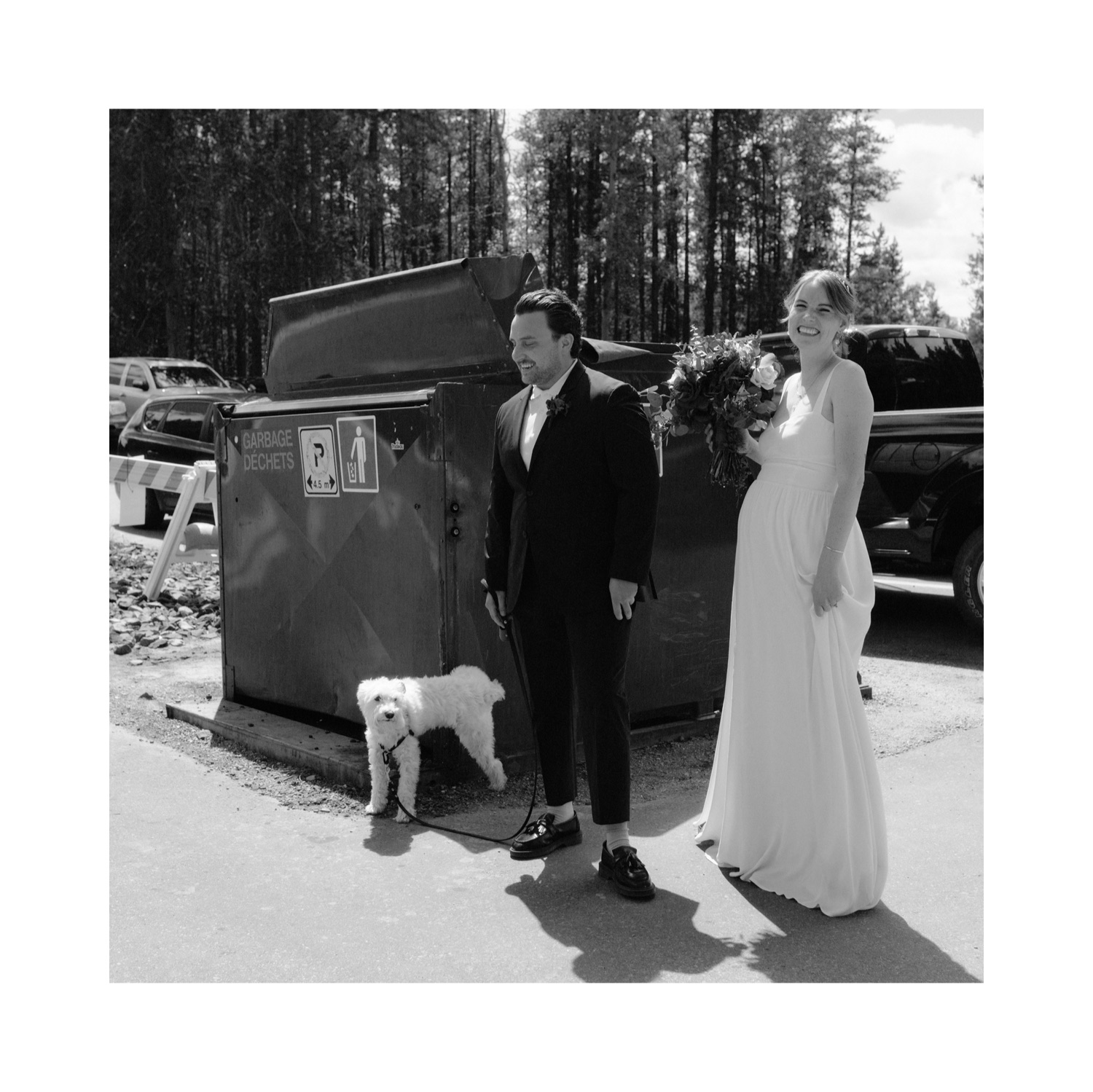 White schnauzer lifting a leg and peeing on a large dumpster in a parking lot as couple in wedding attire looks embarrassingly on while laughing