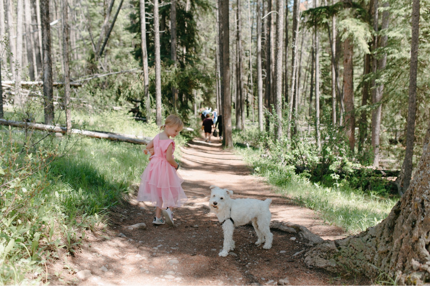 White miniature schnauzer taking a hiking break in the shadow of a tree with the couple's niece who is wearing a pink dress