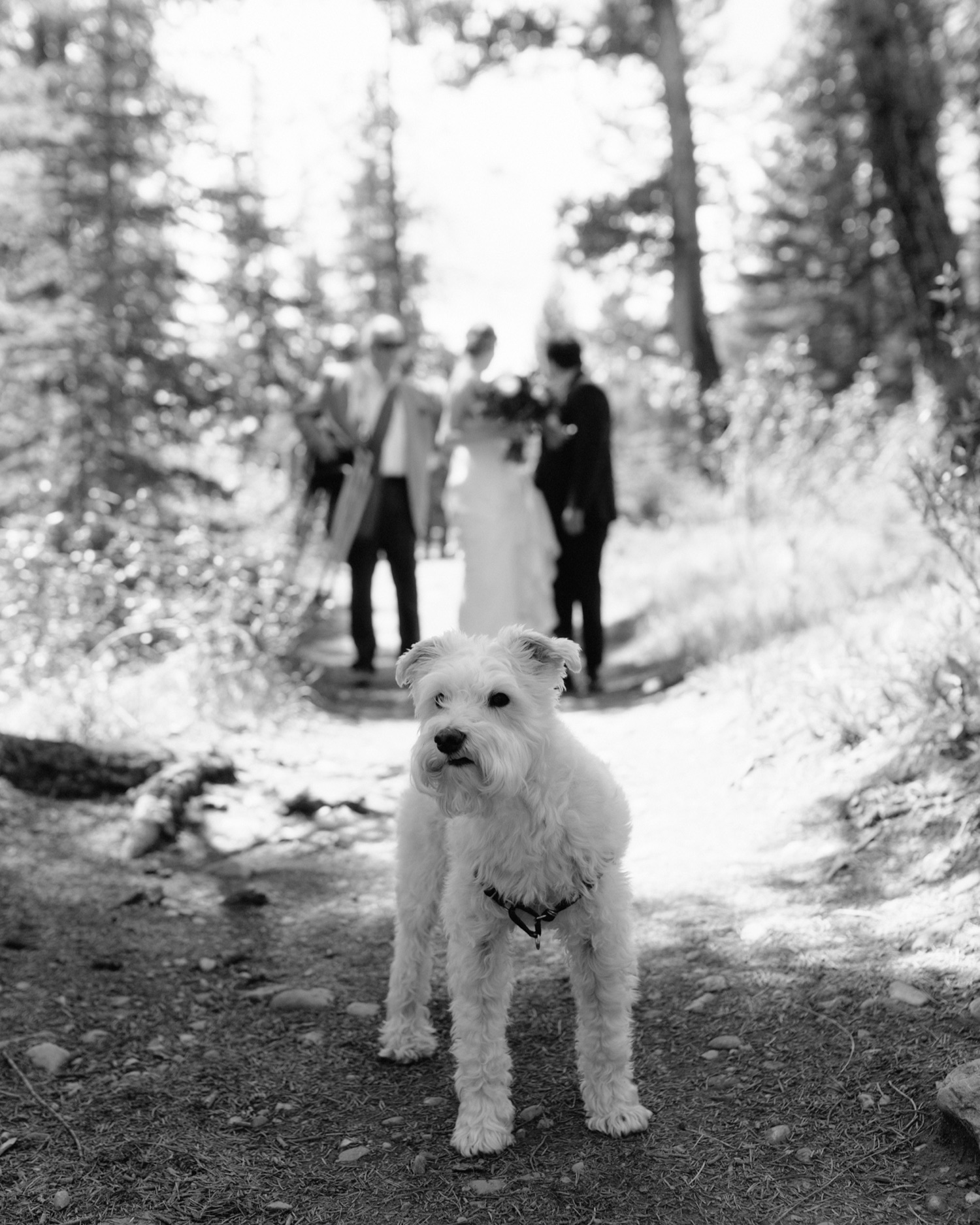 White schnauzer named Ben wearing a black harness waiting in shade ahead of their owners who are getting married