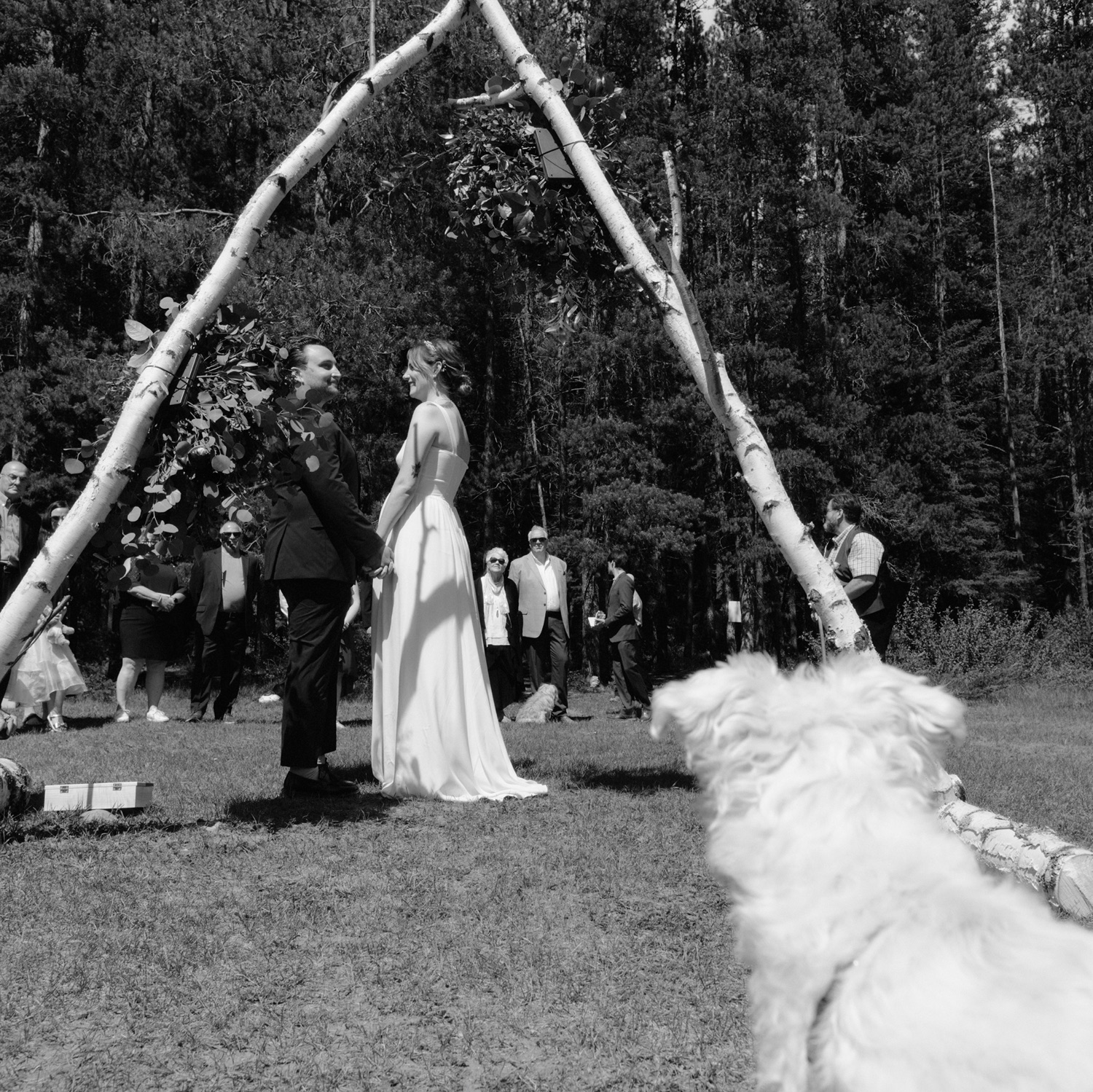 White schnauzer looking on as his owner's are married beneath a custom birch branch altar