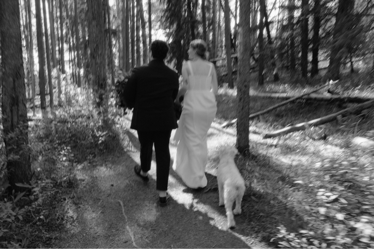 Newly married couple walking with their dog through Lodgepole Pine forest in Banff National Park