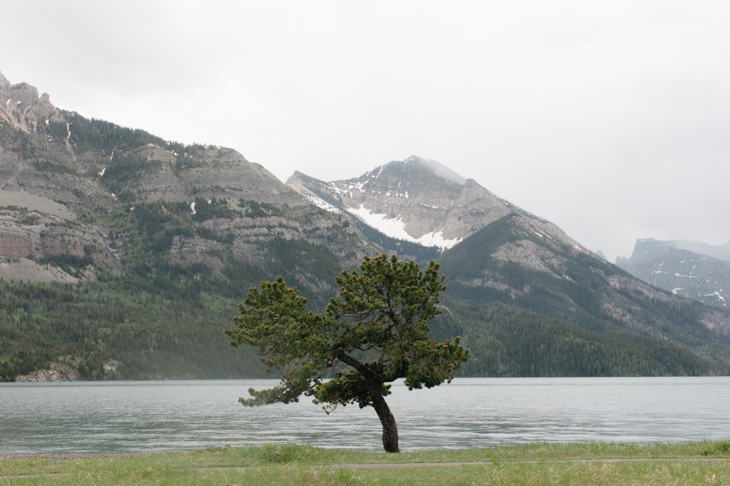 Tree along the lakeshore in Waterton Lakes National Park